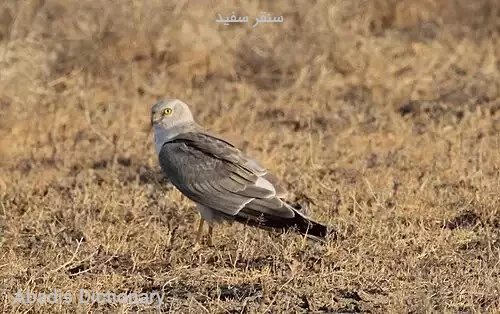 سنقر سفید